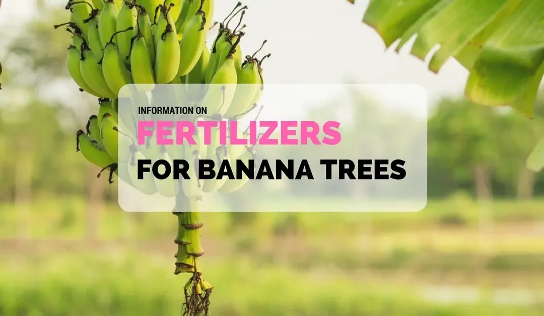 Boost Your Banana Tree’s Health : Unveiling the Perfect Fertilizer for Optimal Growth